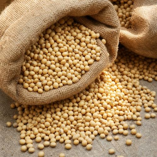 Graines de soja biologiques récoltées